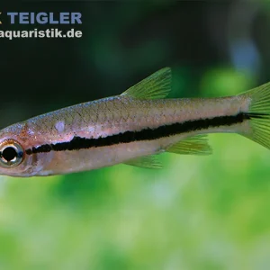 Brilliantrasbora, Rasbora einthovenii Billig